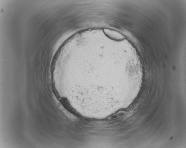 X0000069391287200606021622