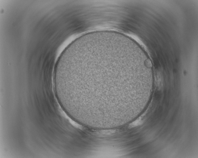 X0000069391294200606021622