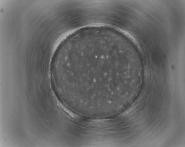 X0000069391327200606021622