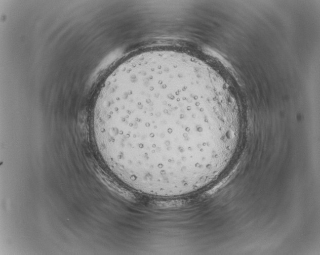 X0000069391403200606021620