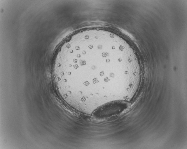 X0000069391407200606021620