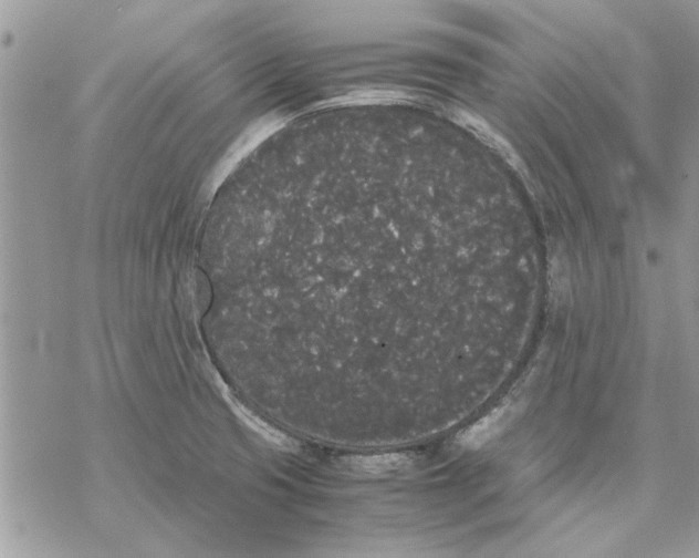 X0000069391425200606021620