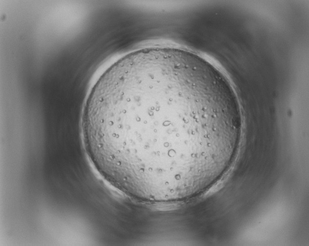 X0000069391440200606021621