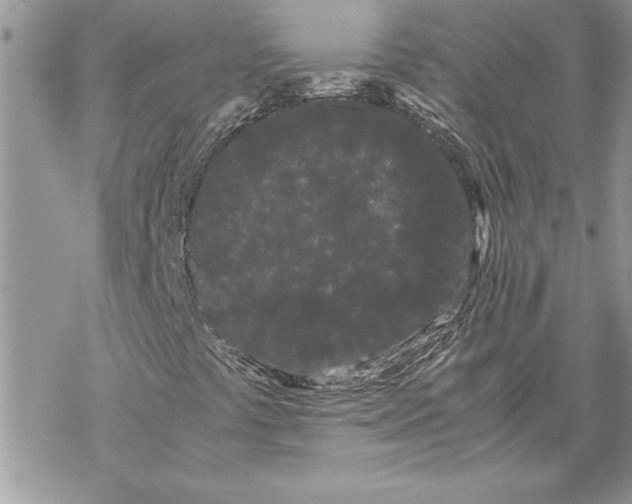 X0000069391441200606021620