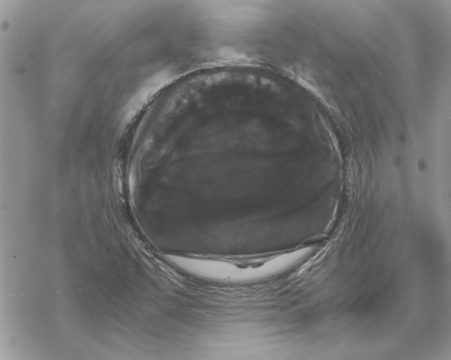 X0000069391455200606021620