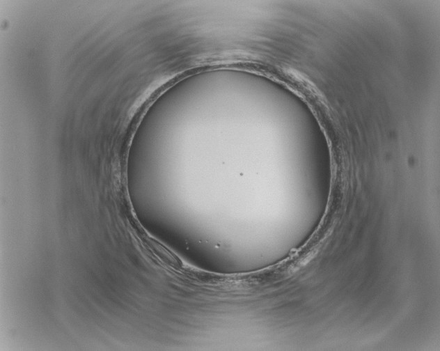 X0000069391457200606021620