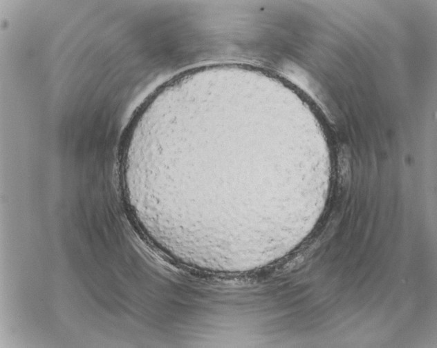 X0000069391460200606021620