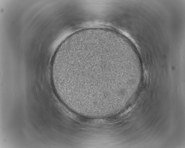 X0000069391463200606021620