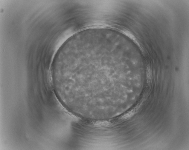 X0000069391466200606021619