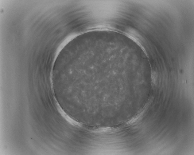 X0000069391482200606021619