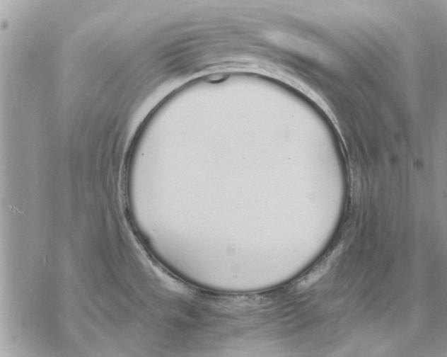 X0000069391533200606021619