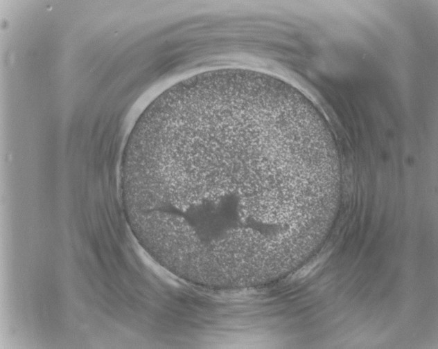 X0000069391535200606021619