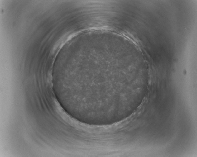 X0000069390002200606091728