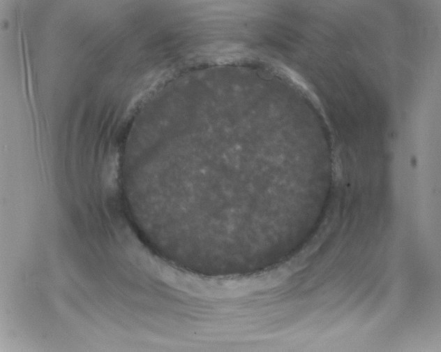 X0000069390018200606091728