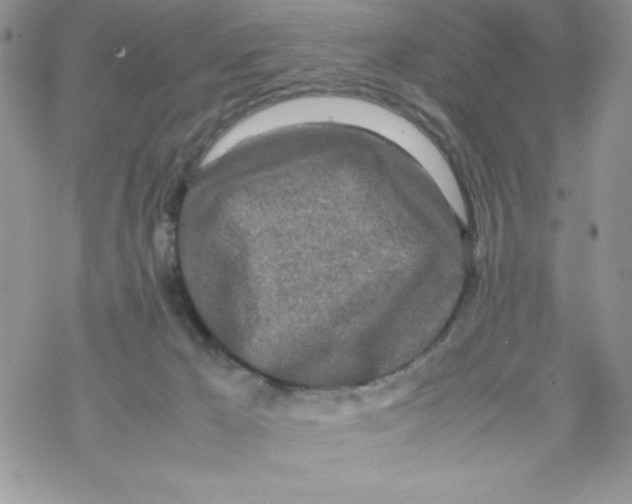 X0000069390029200606091728