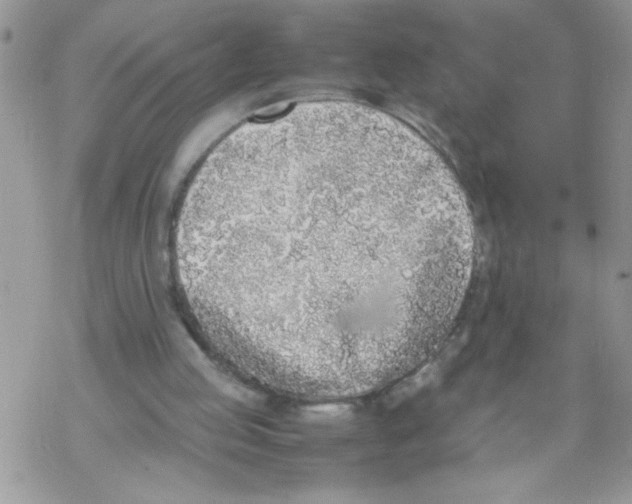 X0000069390053200606091727