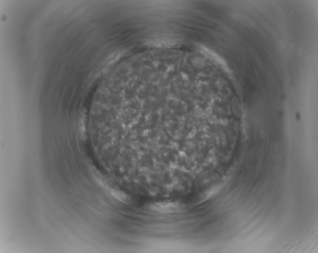 X0000069390065200606091727