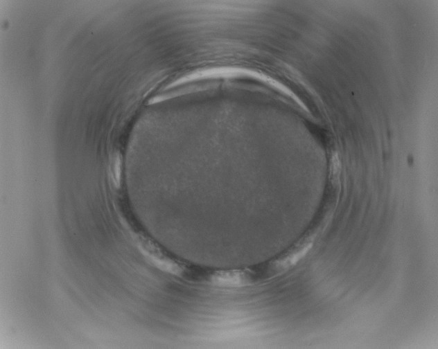 X0000069390076200606091727