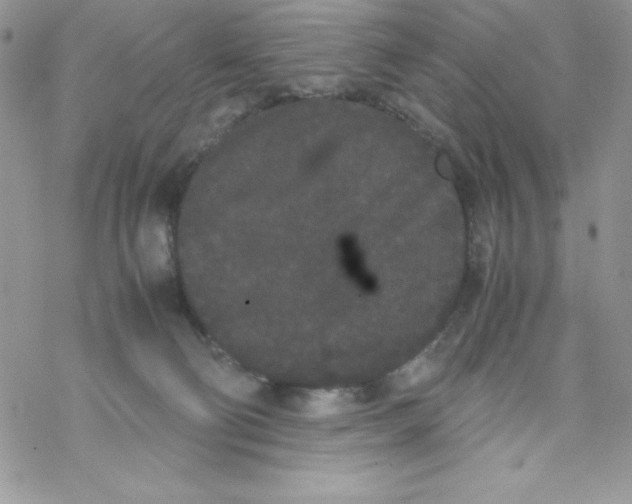 X0000069390130200606091726