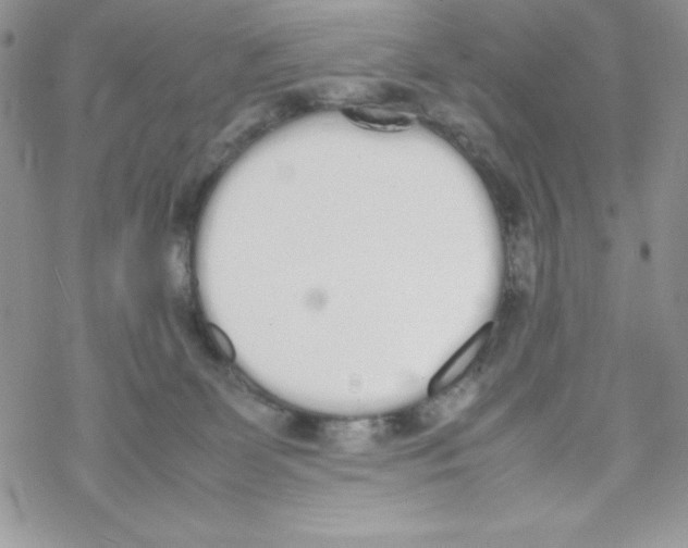 X0000069390131200606091726