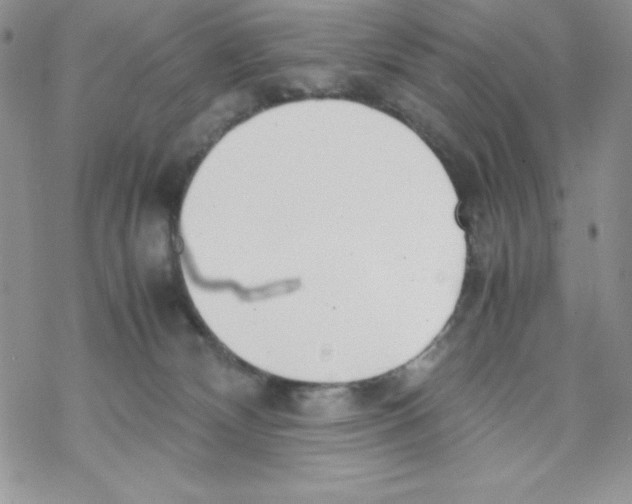 X0000069390132200606091726