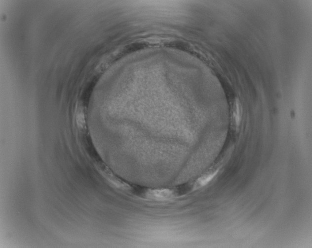 X0000069390137200606091726