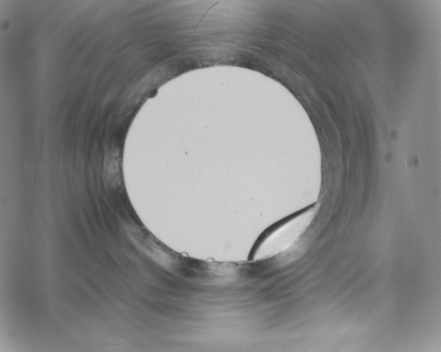 X0000069390144200606091726