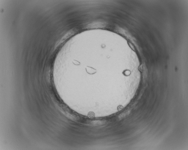 X0000069390153200606091725