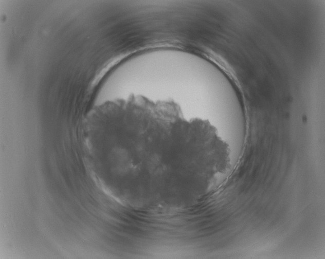 X0000069390155200606091725