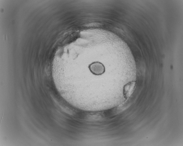 X0000069390175200606091725