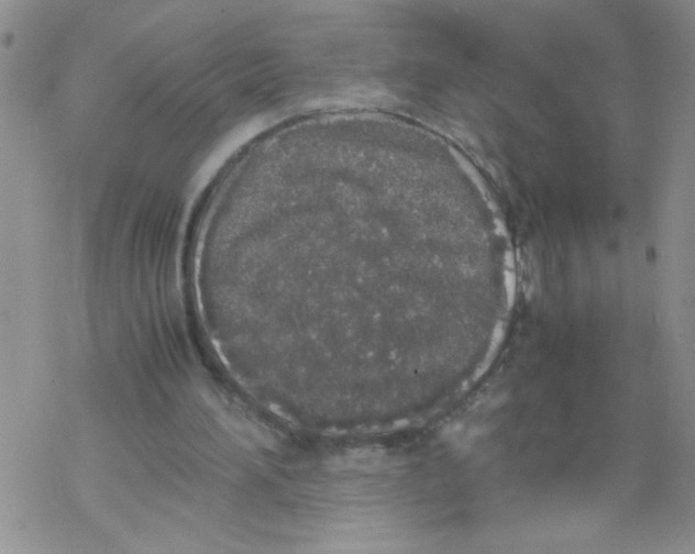 X0000069390196200606091725