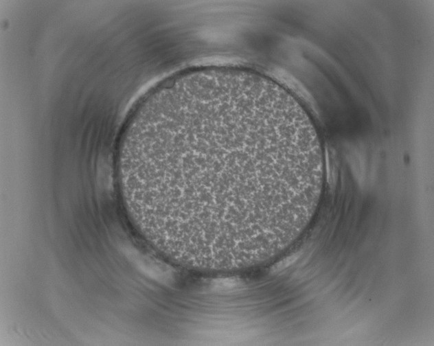 X0000069390204200606091725