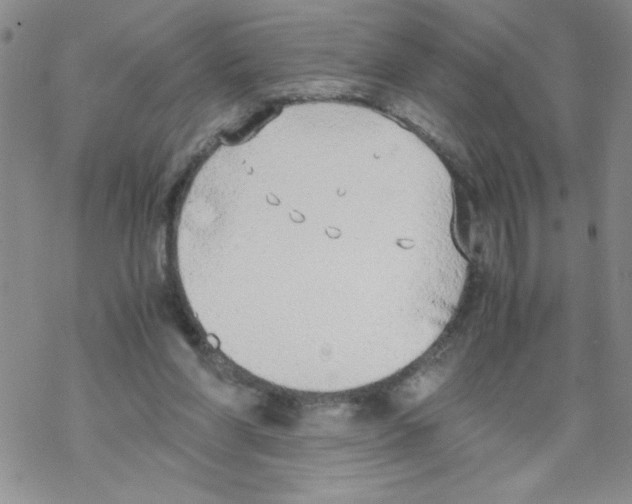 X0000069390206200606091725