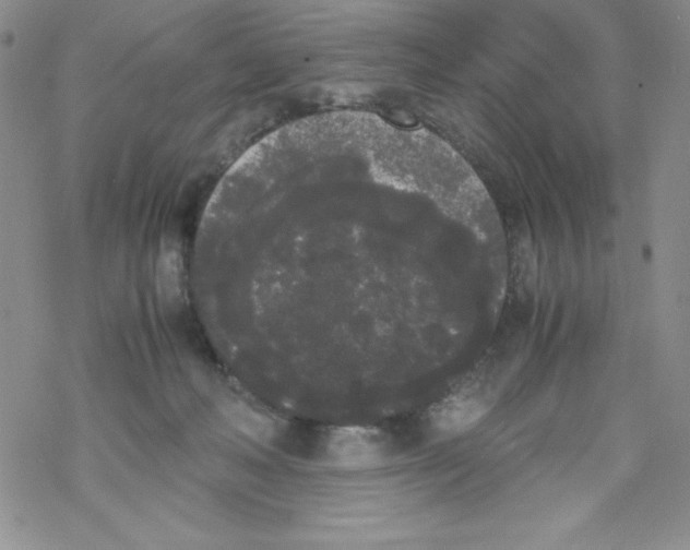 X0000069390222200606091724