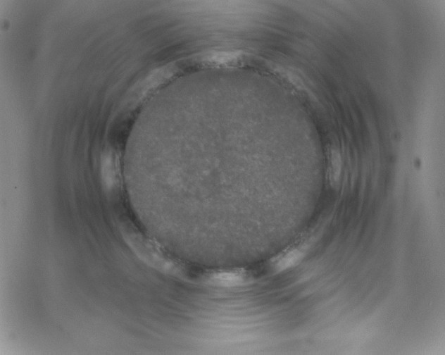 X0000069390236200606091724