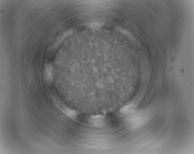 X0000069390240200606091724