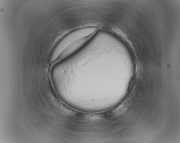 X0000069390249200606091724