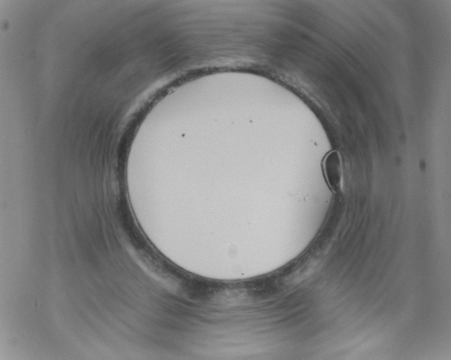 X0000069390252200606091724