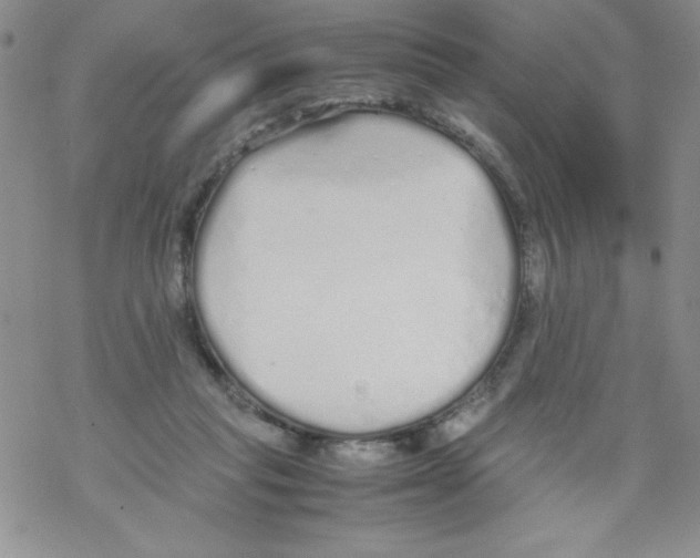 X0000069390261200606091724