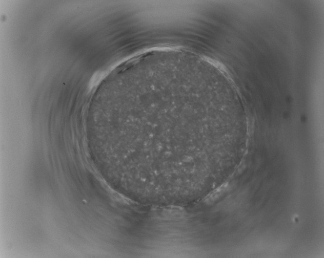 X0000069390337200606091722