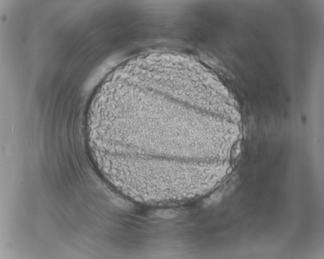 X0000069390341200606091722