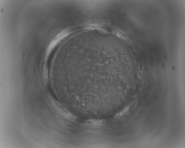 X0000069390343200606091722