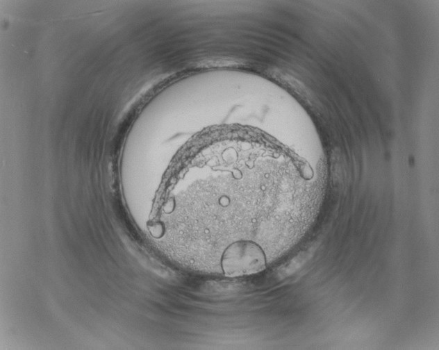 X0000069390351200606091722