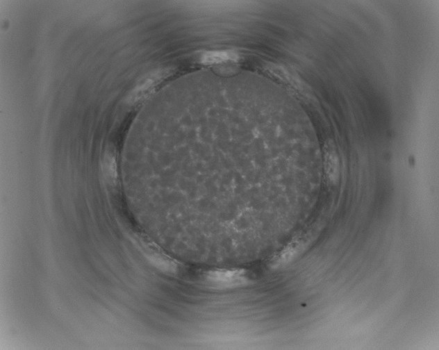 X0000069390375200606091722