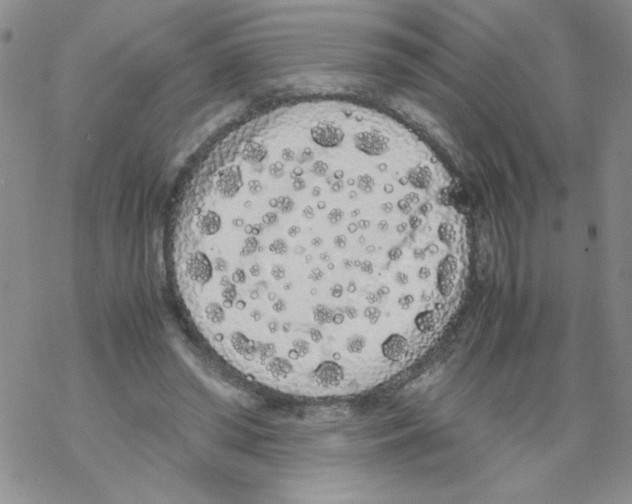 X0000069390398200606091722