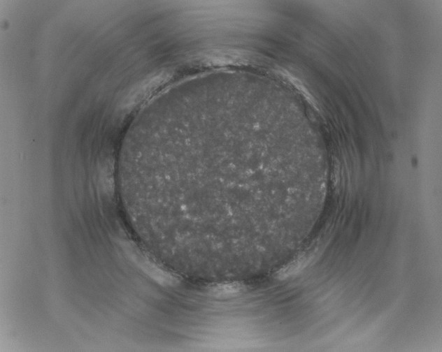 X0000069390402200606091722