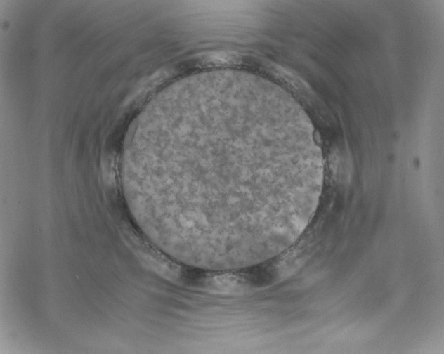 X0000069390423200606091721