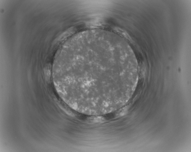 X0000069390427200606091721