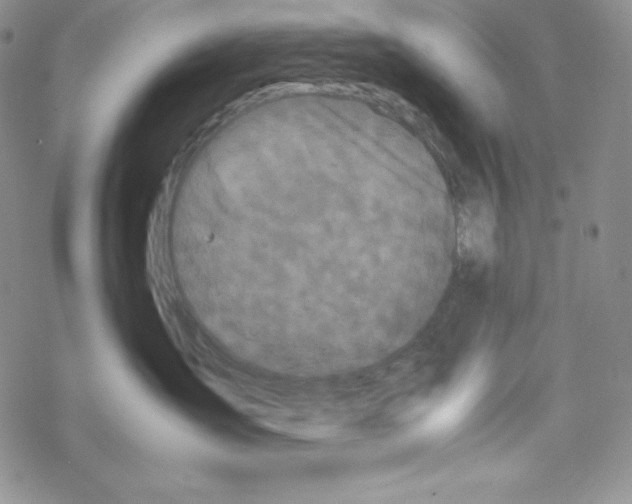 X0000069390431200606091721