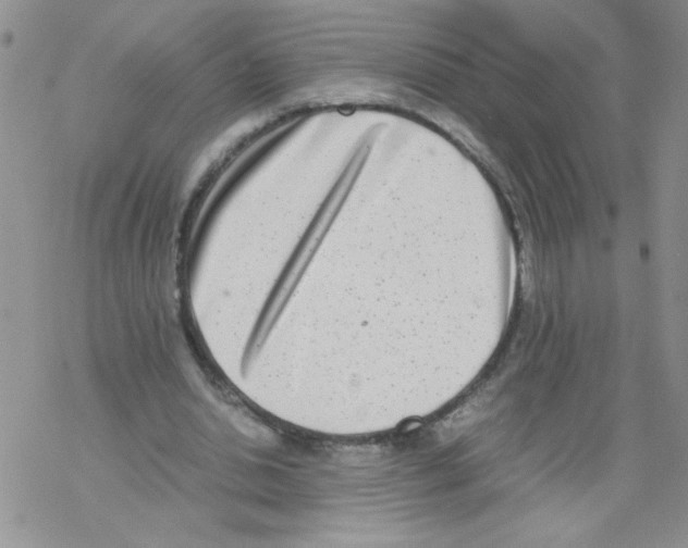 X0000069390438200606091720